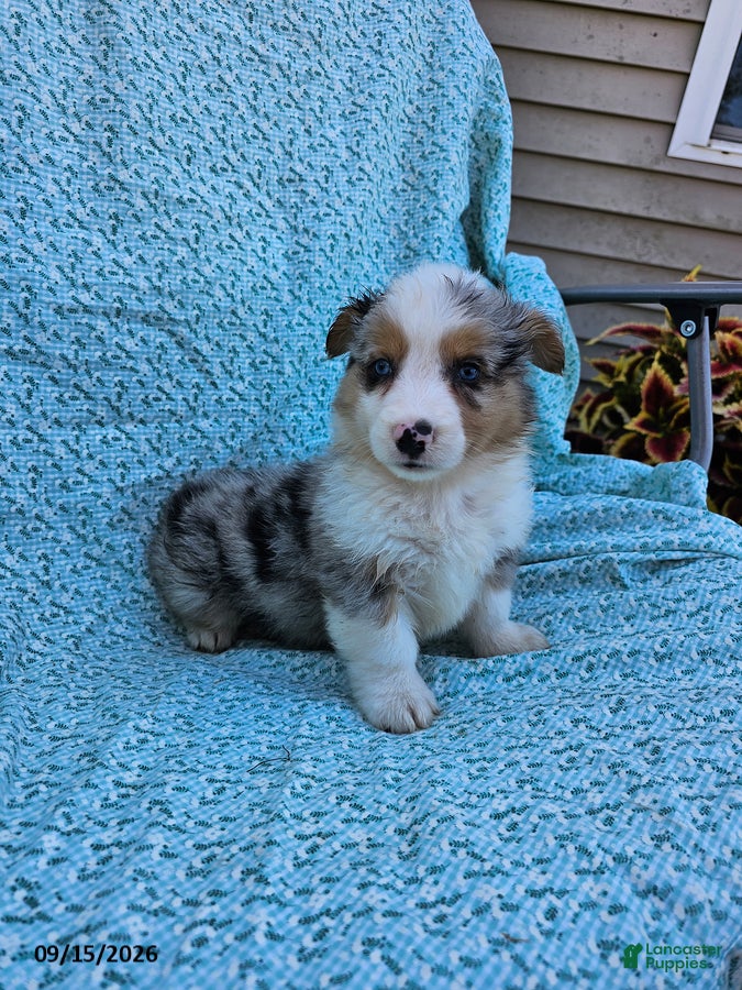 Welsh Corgi Pembroke dogs Seth - Ad 2