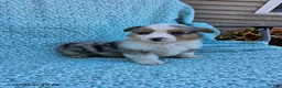 Welsh Corgi Pembroke dogs for sale: Seth - Ad 2