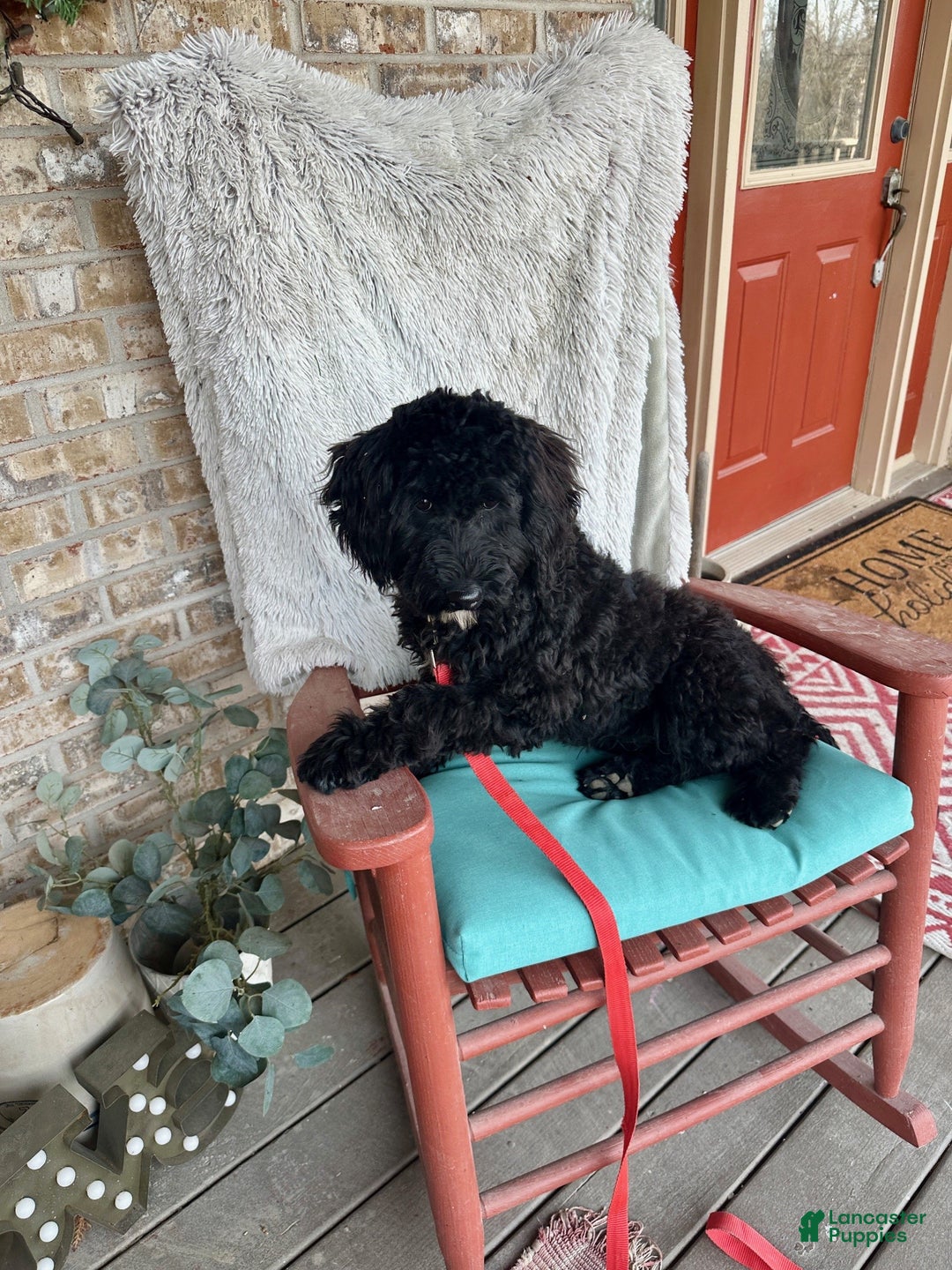 Mixed Breed dogs for sale: Georgia - Ad 3