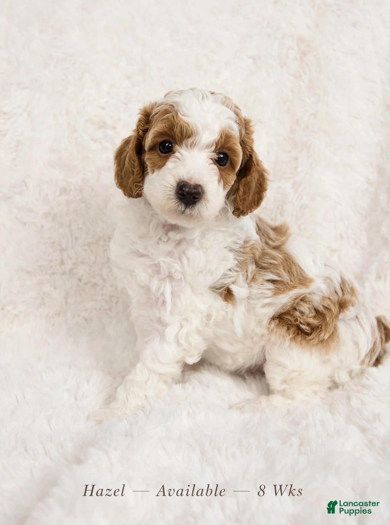 Miniature Poodle dogs Hazel - Ad 1