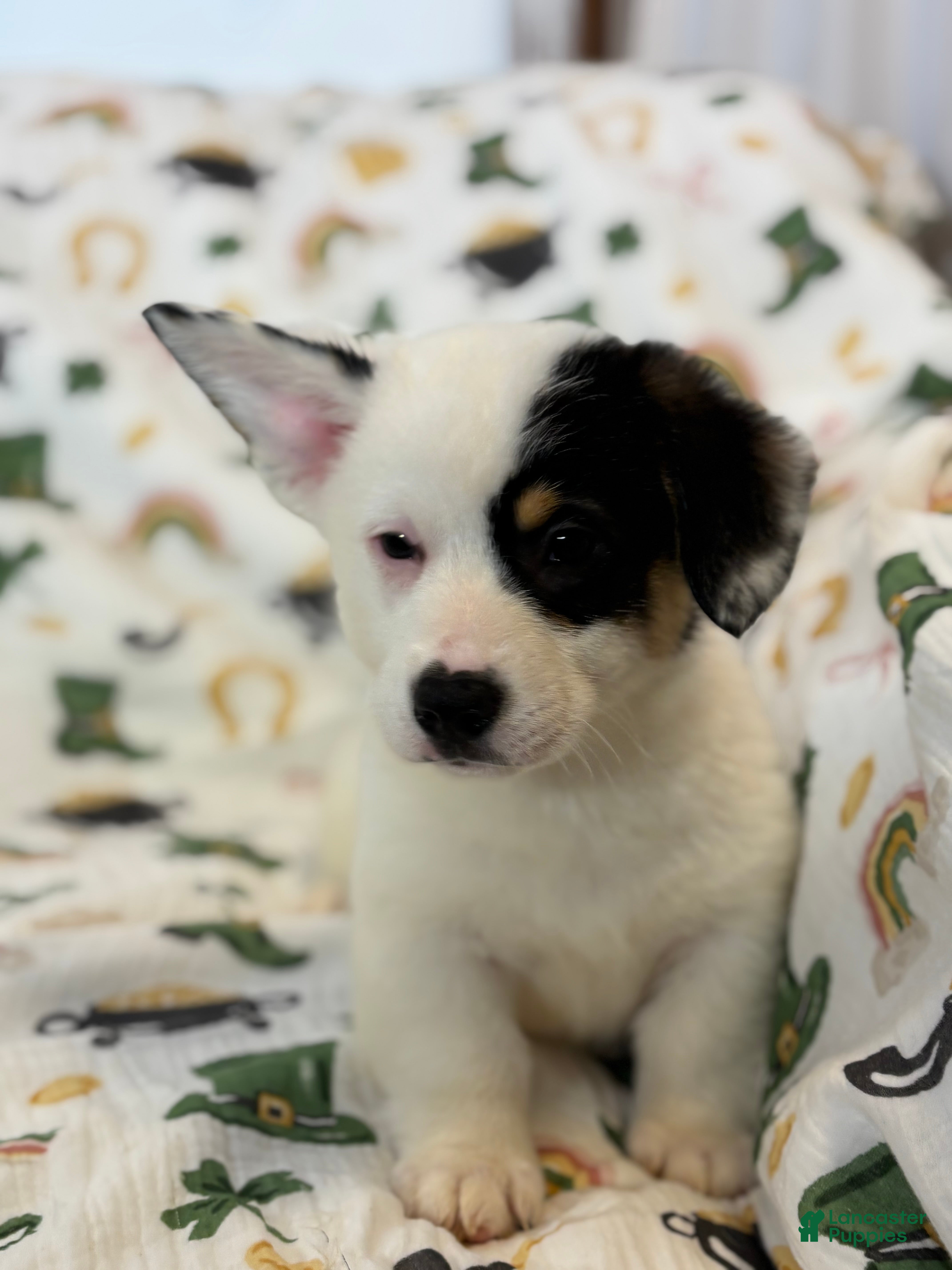 Mixed Breed dogs Marco - Ad 5