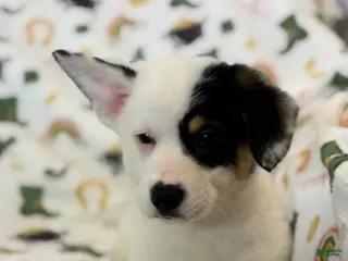 Mixed Breed dogs Marco - Ad 5