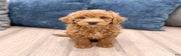 Bichpoo dogs for sale: Rusty - Ad 1
