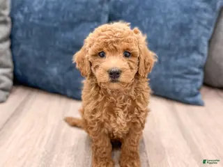 Bichpoo dogs for sale: Rusty - Ad 2