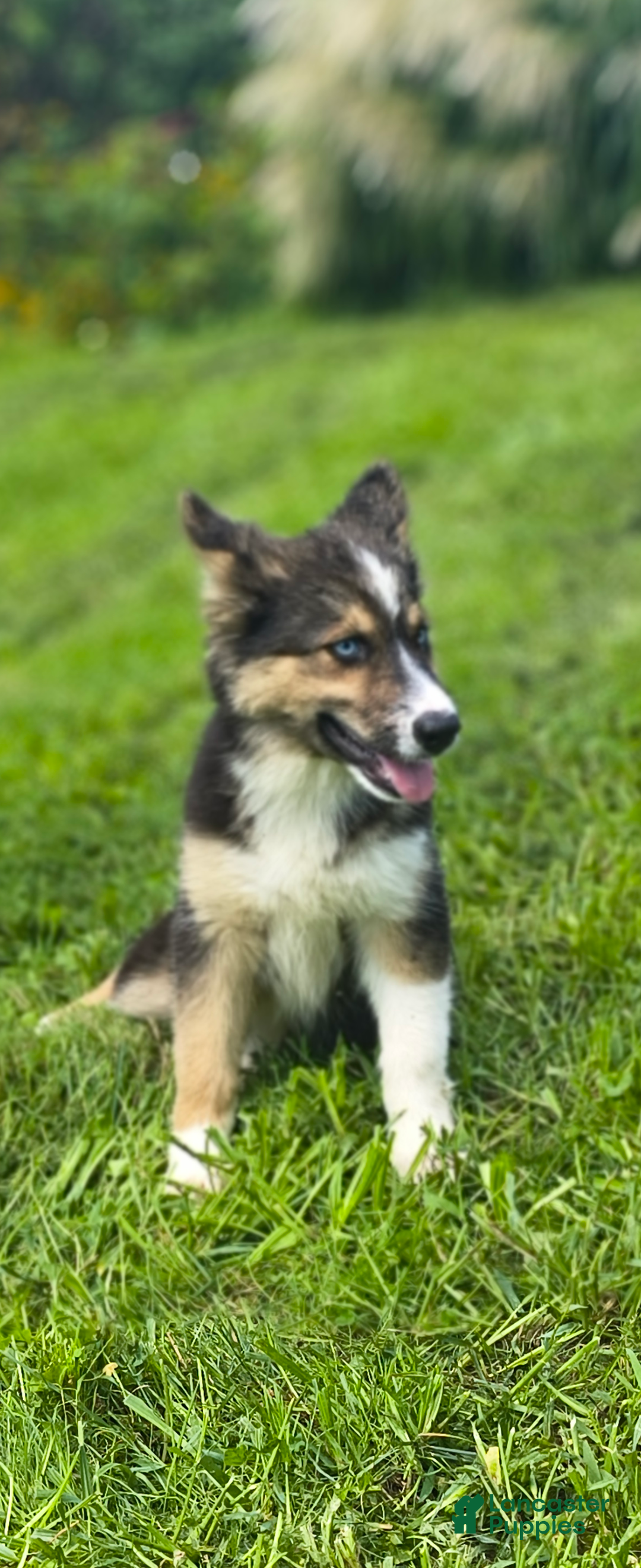 Gerberian Shepsky dogs Gerberian Shepsky Salt - Ad 31