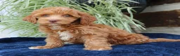 Mini Goldendoodle dogs for sale: Harper  - Ad 3