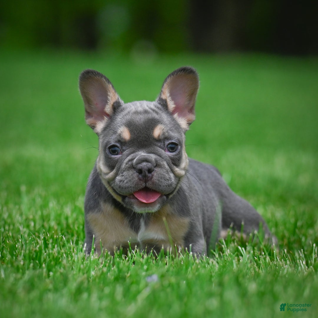 Gallery Image {{count}}