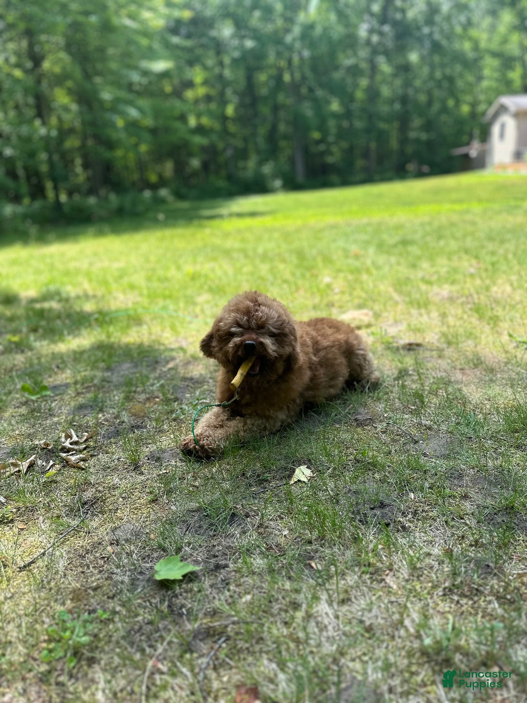 Miniature Poodle dogs for sale: Miniature Poodle litter of 1 puppies - Ad 6
