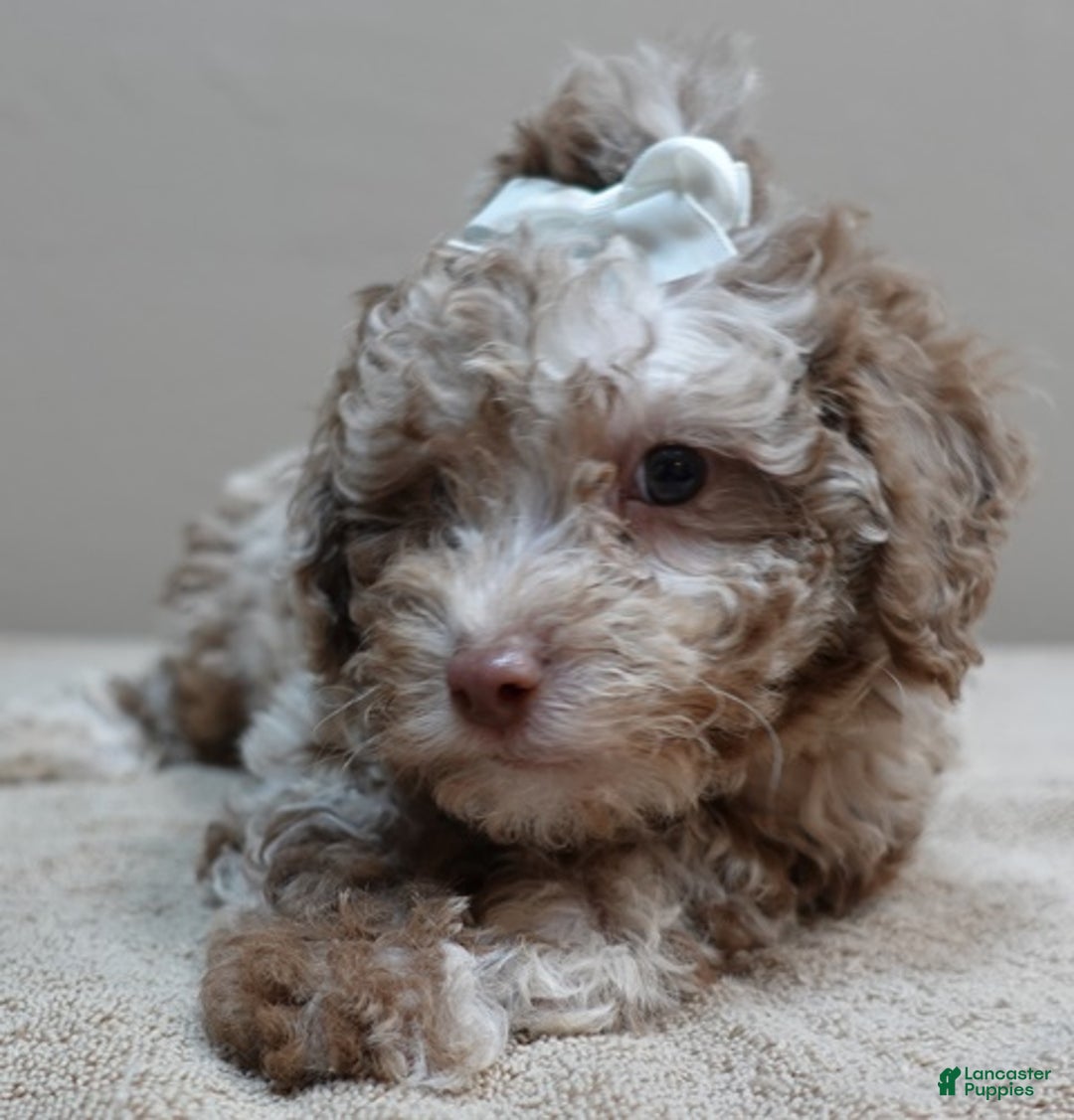 Toy Poodle dogs for sale: iven neutered 12/9/25 - Ad 12