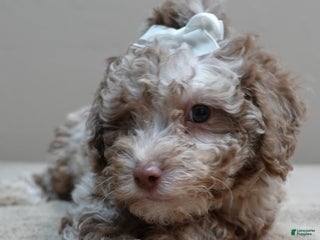 Toy Poodle dogs - Ad 5