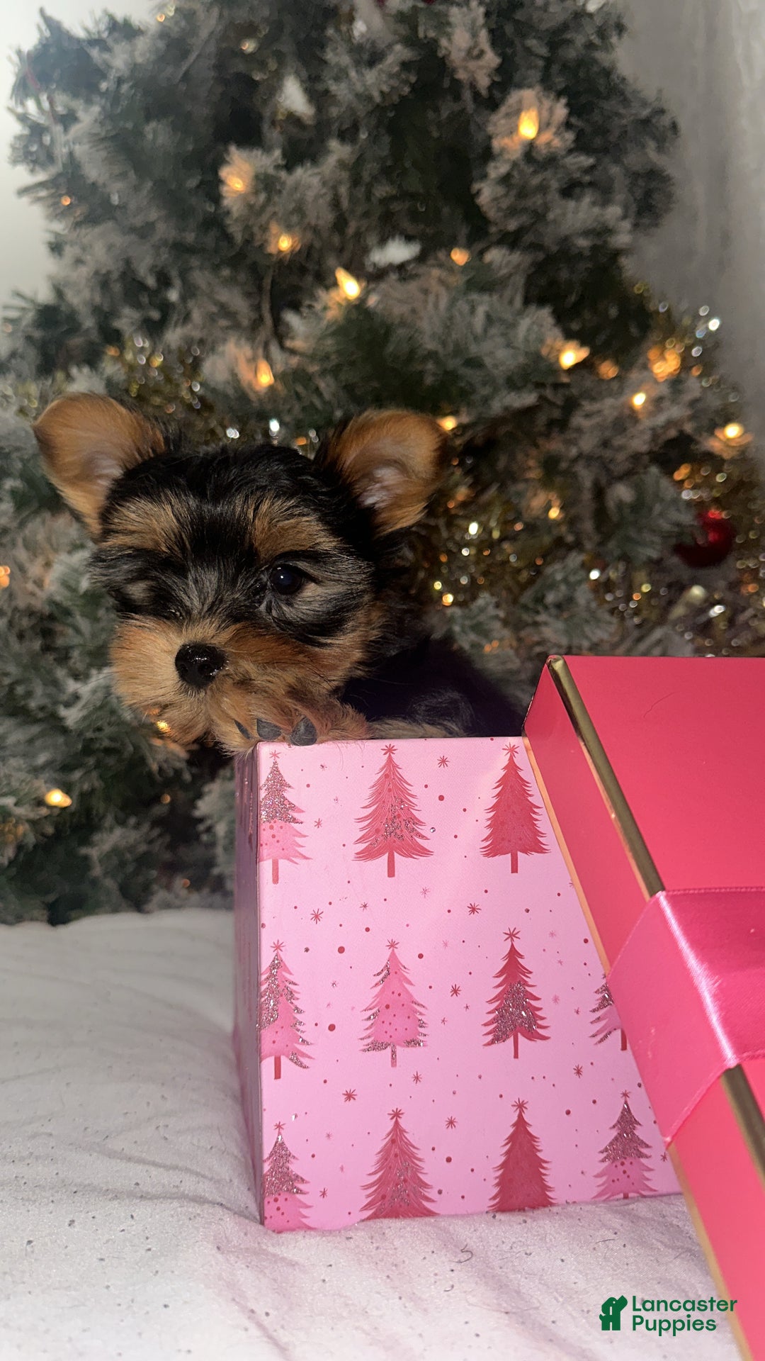 Yorkshire Terrier dogs for sale: Barbie - Ad 3