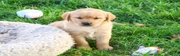 Goldador dogs for sale: Adira - Ad 5