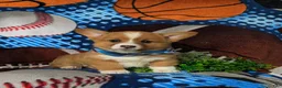 Welsh Corgi Pembroke dogs for sale: Lowell AKC Registered - Ad 3