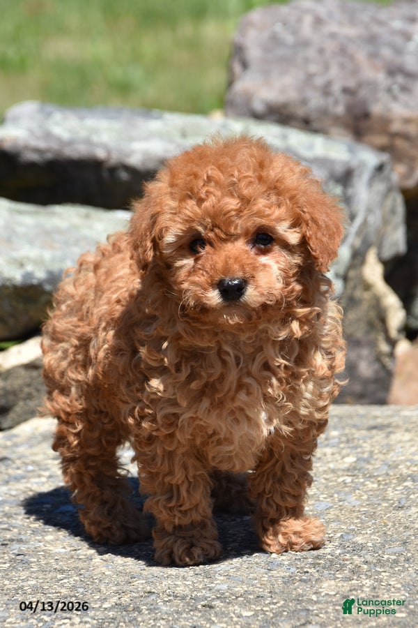 Toy Poodle dogs Skip - Ad 2