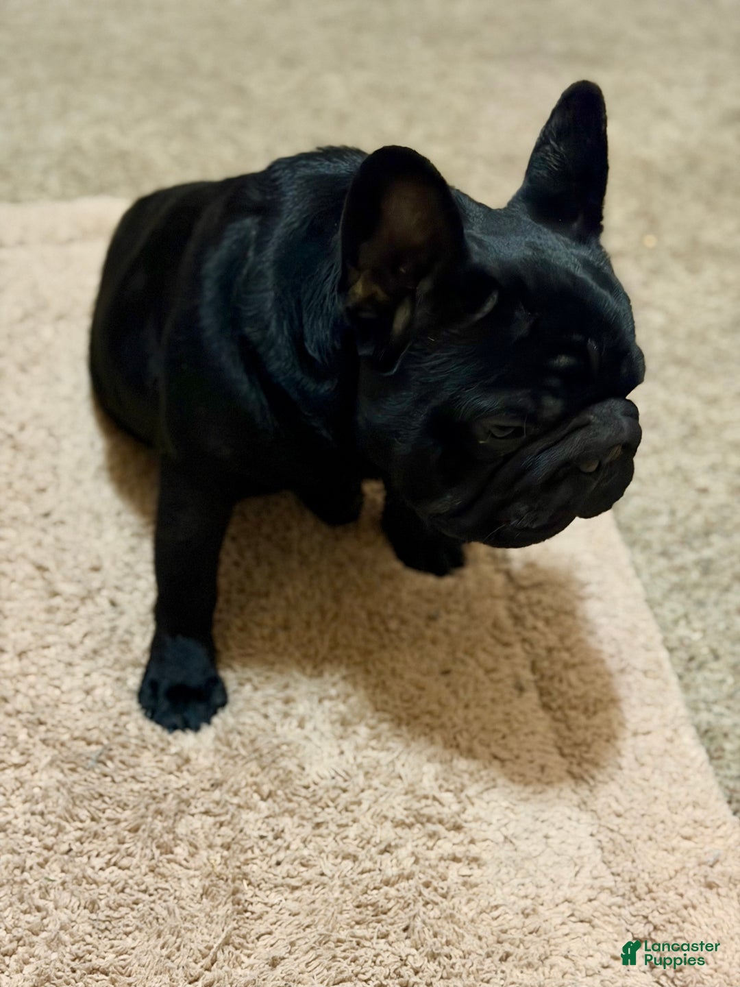 French Bulldog dogs for sale: French Bulldog Puppy 1 - Ad 1