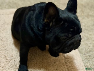 French Bulldog dogs French Bulldog Puppy 1 - Ad 8