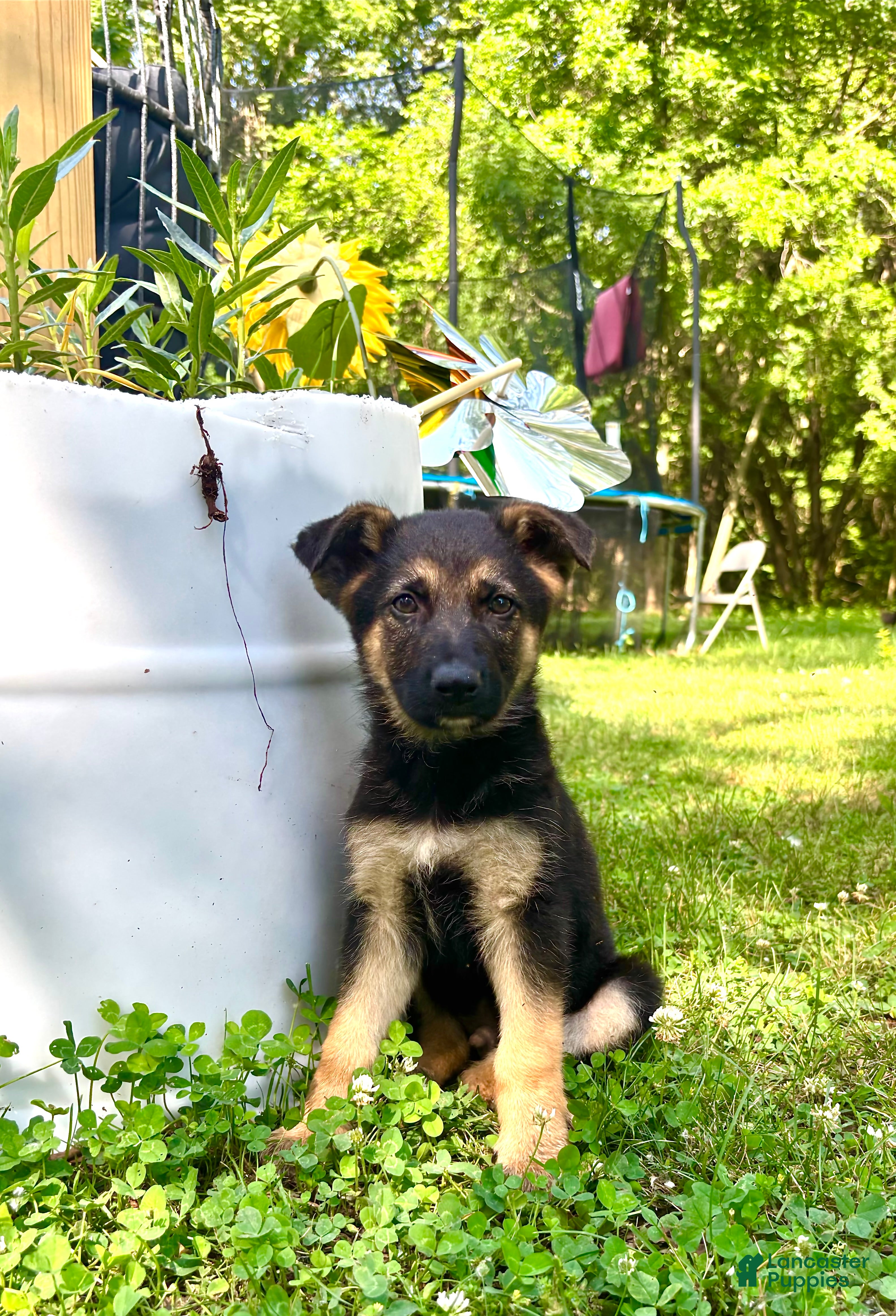 German Shepherd dogs German Shepherd 1 - Ad 19