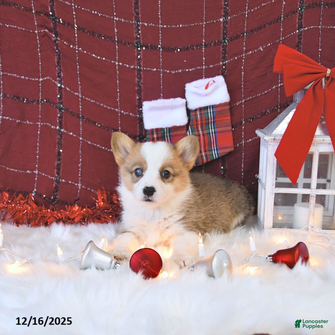 Welsh Corgi Pembroke dogs for sale: Macy - Ad 4