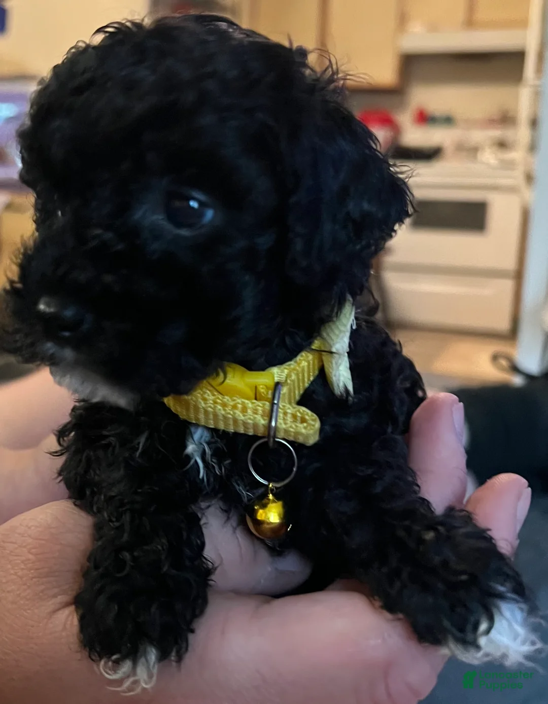 Toy Poodle dogs for sale: Ruby - Ad 2