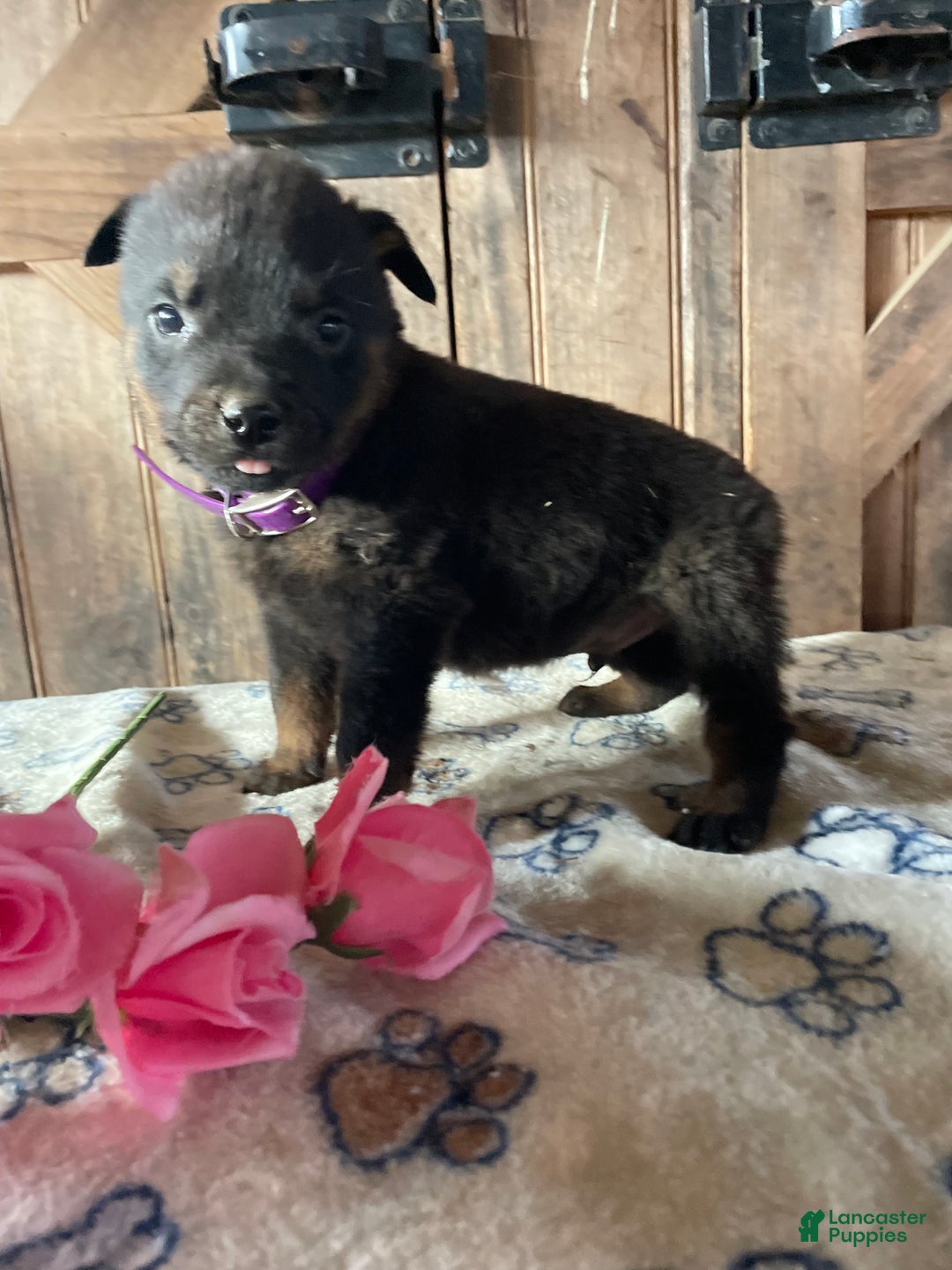 Rottweiler dogs for sale: Brutus - Ad 3