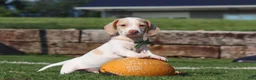 Miniature Dachshund dogs for sale: Jackson - Ad 12