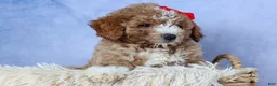 Mini Goldendoodle dogs for sale: 🐾 Meet Neo – F2B Mini Goldendoodle Puppy 🐾 - Ad 7