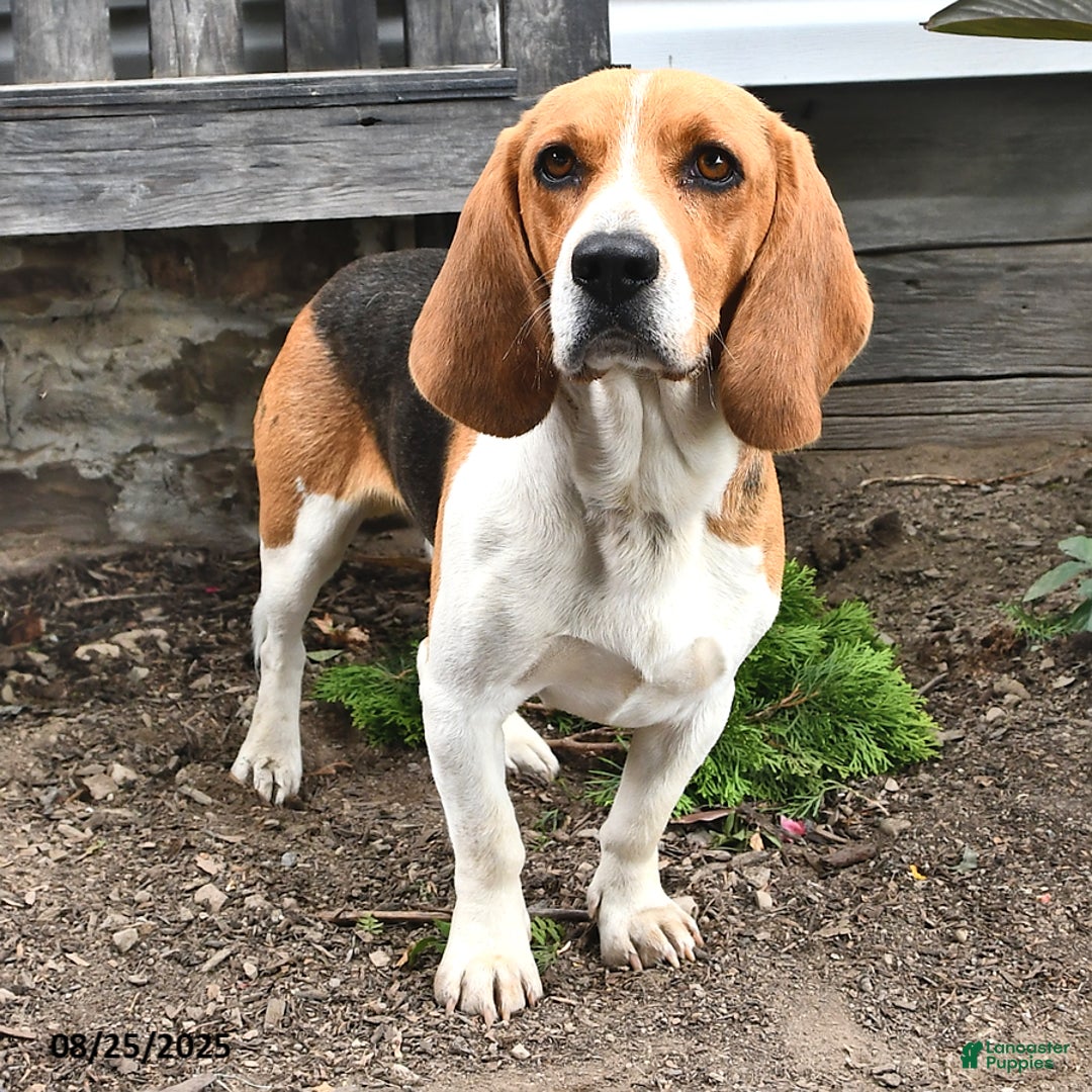 Mixed Breed dogs for sale: Atticus - Ad 10