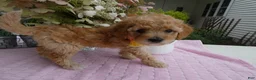 Toy Poodle dogs for sale: Toy Poodle 2 Tootsie - Ad 5