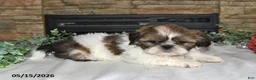 Shih Tzu dogs for sale: Theo - Ad 2