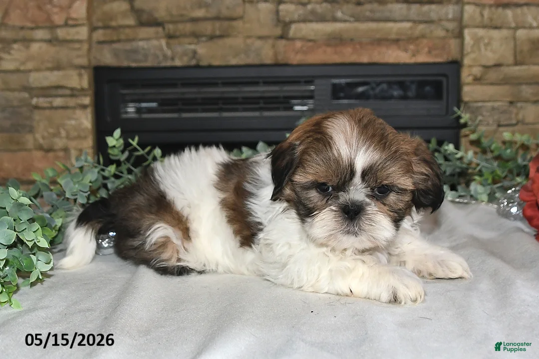 Shih Tzu dogs for sale: Theo - Ad 2