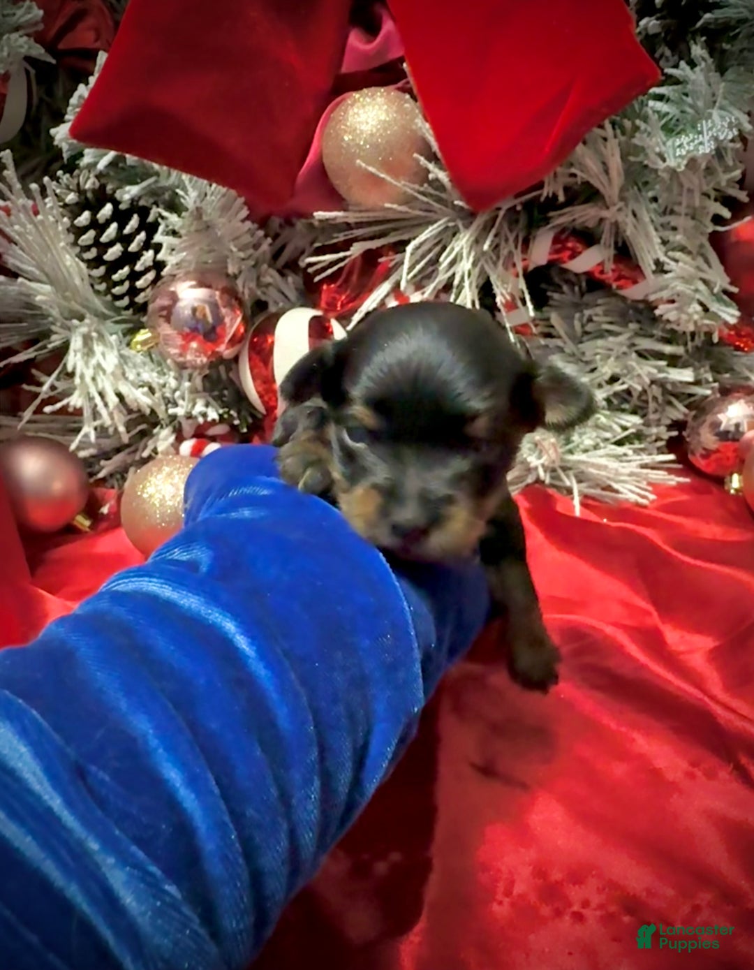 Yorkshire Terrier dogs for sale: Rigatoni  - Ad 4