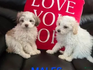 Havapoo dogs Havapoo Puppy 1 - Ad 21