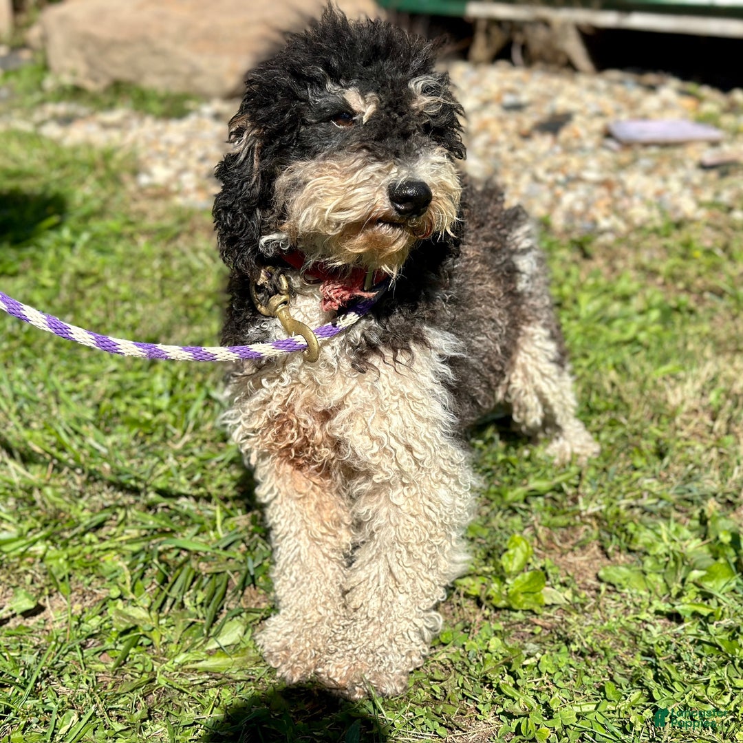 Mini Bernedoodle dogs for sale: Boy Rocket - 5122 - Ad 4