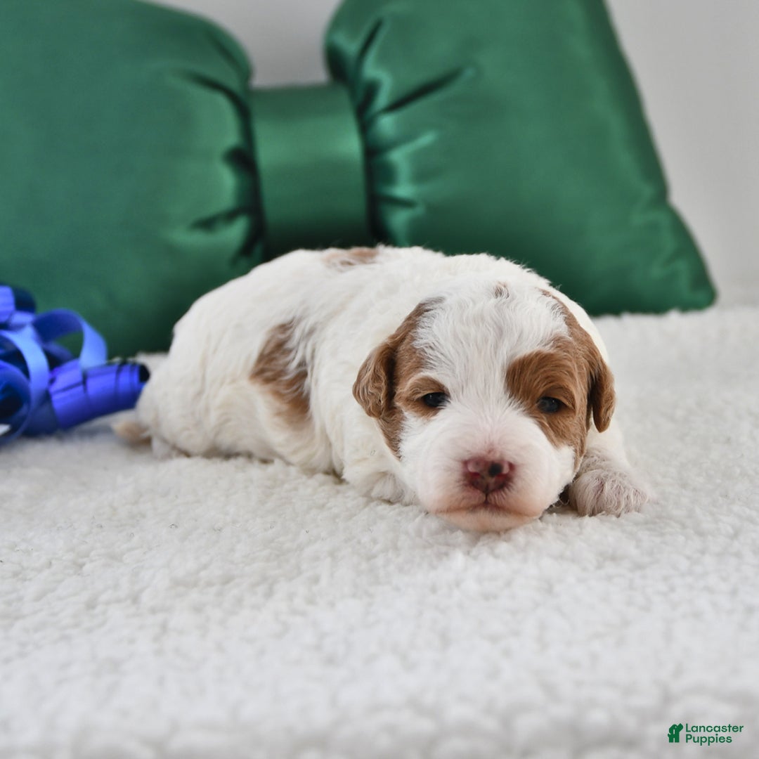 Mini Goldendoodle dogs for sale: Penny - Ad 2