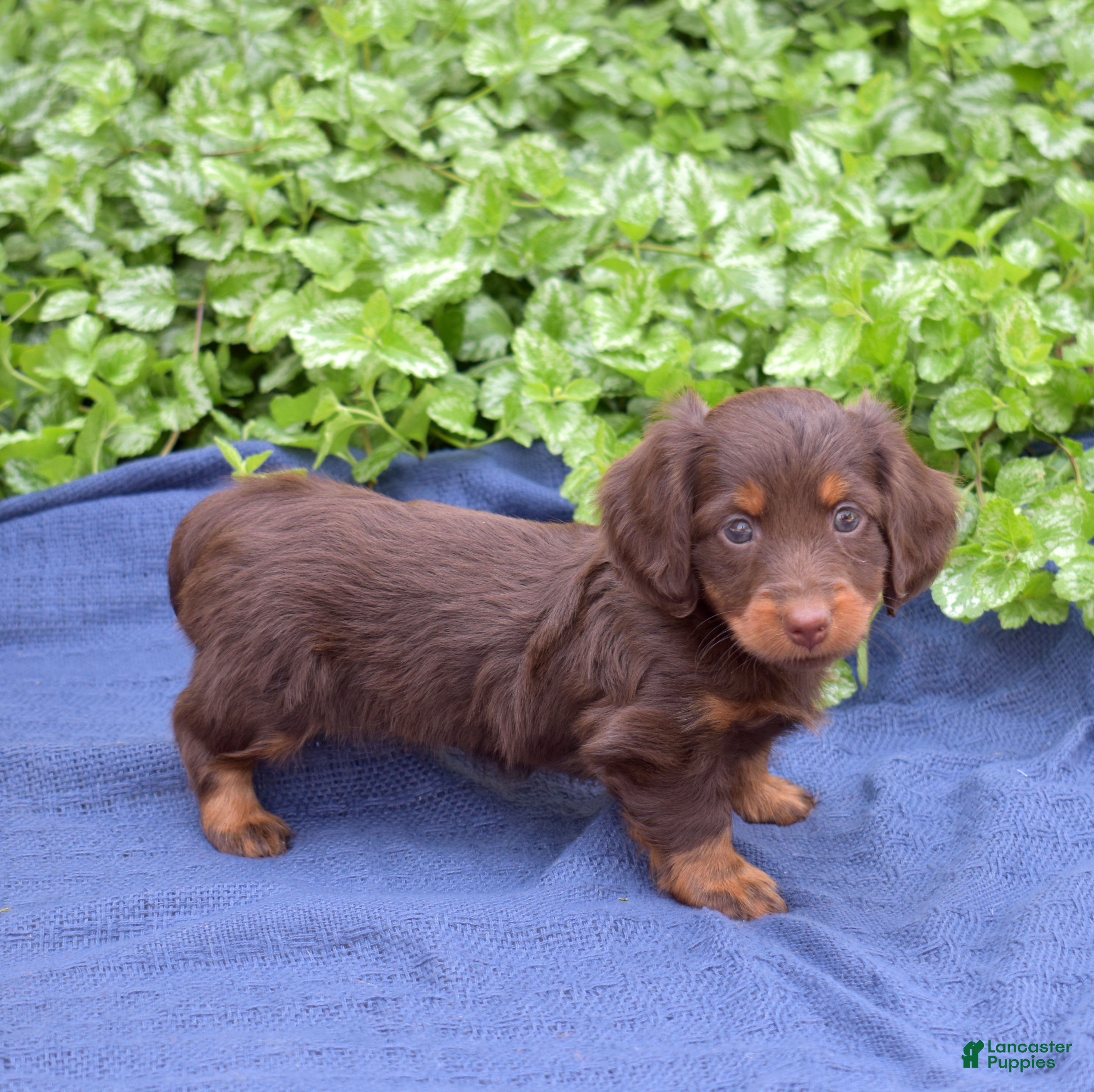 Miniature Dachshund dogs Fiddle  - Ad 1