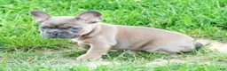 French Bulldog dogs for sale: Hank - Ad 9