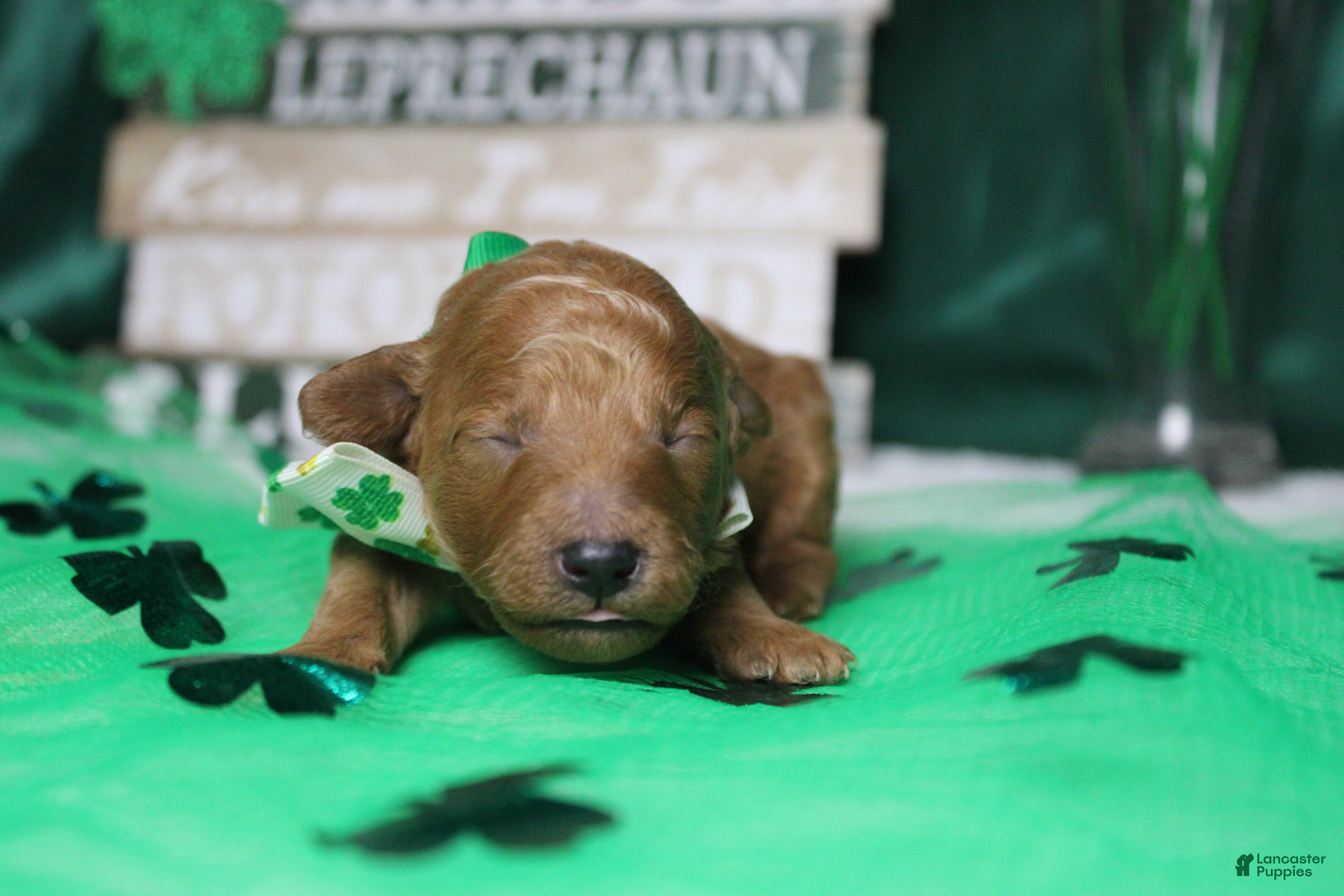 Miniature Poodle dogs Rufus  - Ad 2