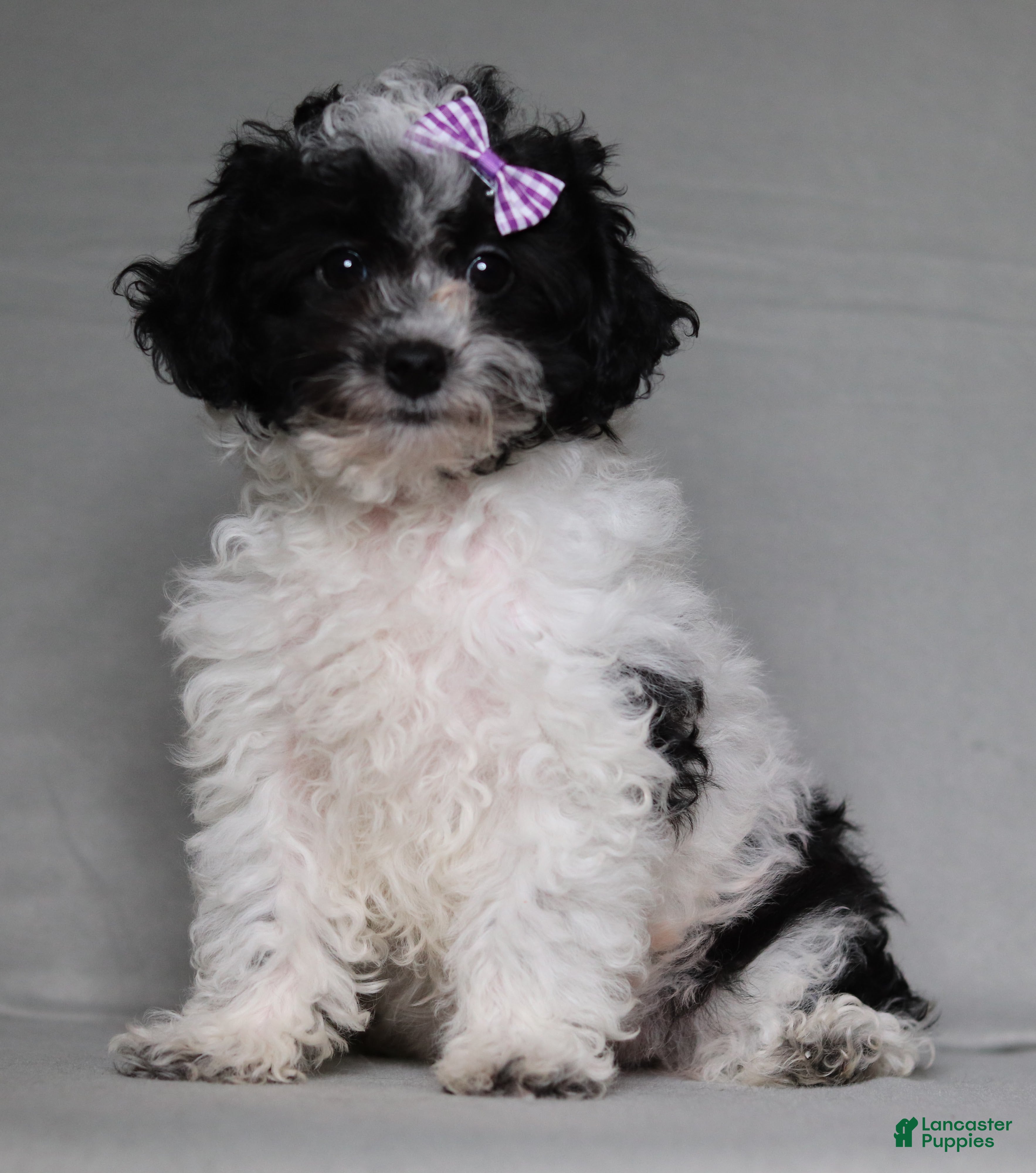 Toy Poodle dogs Rose - Ad 2