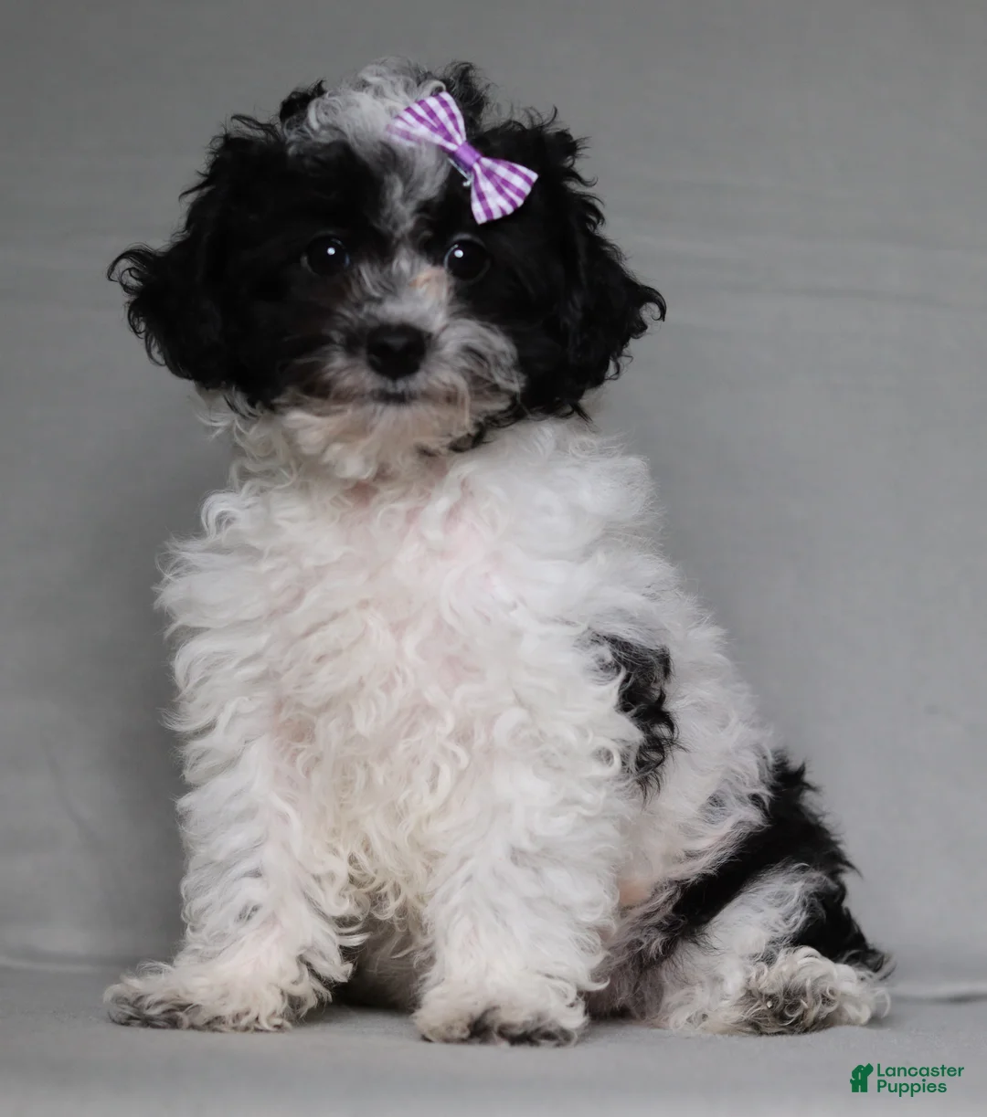 Toy Poodle dogs for sale: Rose - Ad 2
