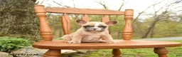 French Bulldog dogs for sale: Daffodile - Ad 4