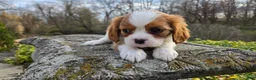 Cavalier King Charles Spaniel dogs for sale: Zion - Ad 13