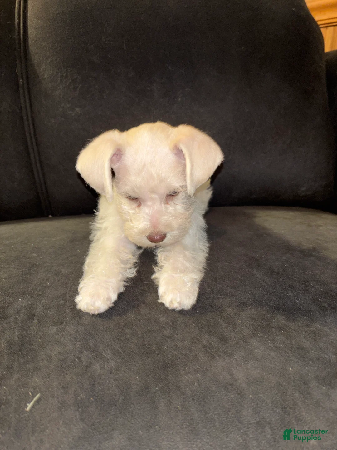 Miniature Schnauzer dogs for sale: Miniature Schnauzer 3 - Ad 2