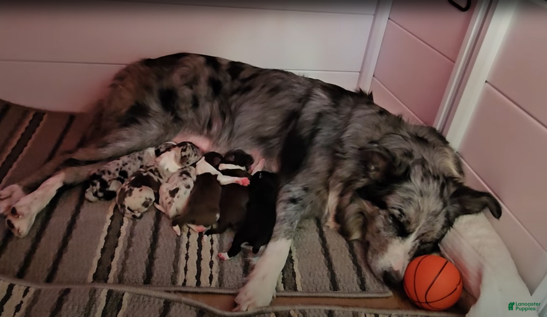 Border Collie dogs for sale: Border Collie Puppy 1 - Red - Ad 20