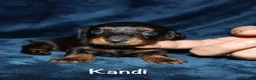 Miniature Dachshund dogs for sale: Kandi - Ad 4