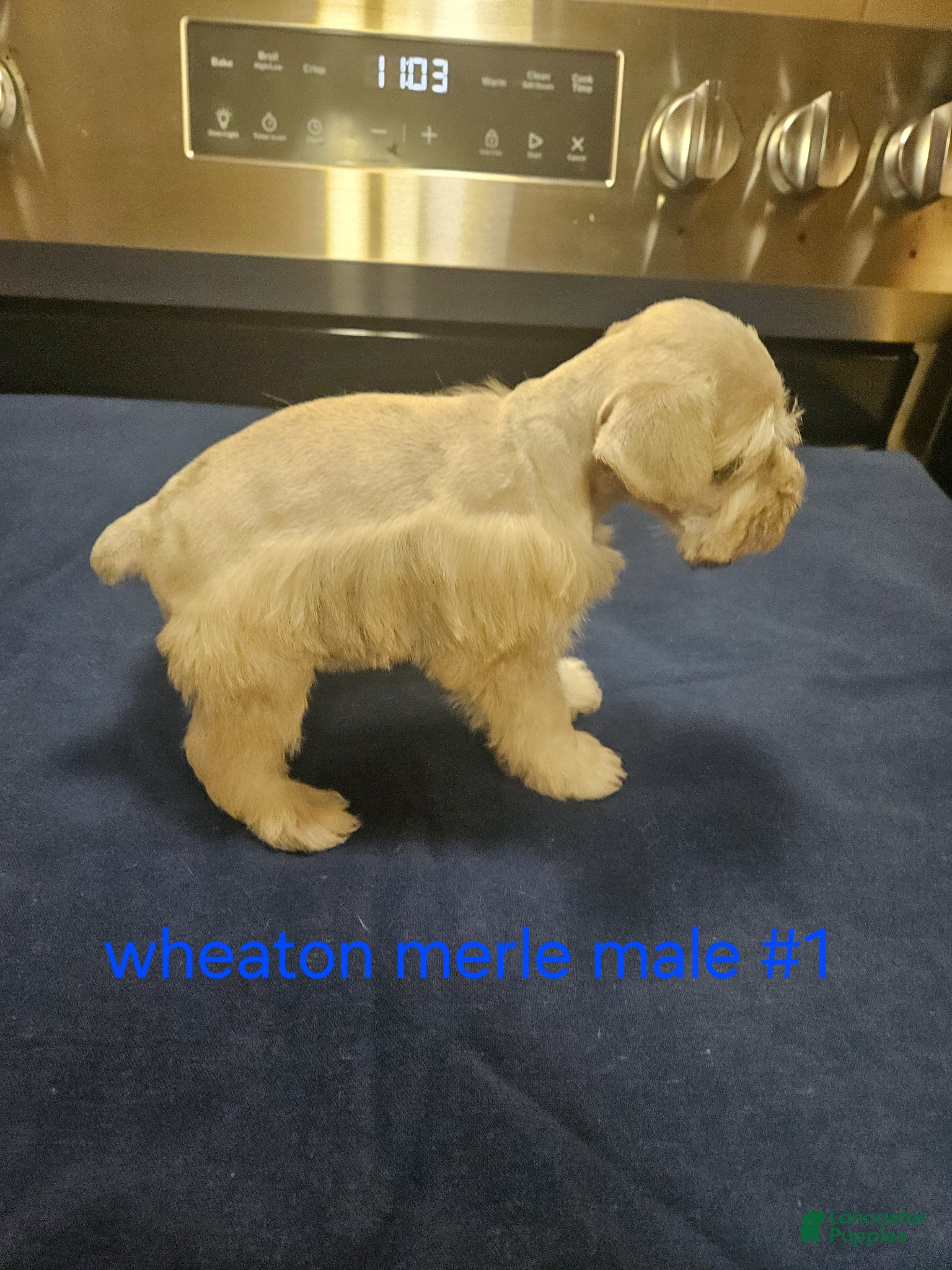 Miniature Schnauzer dogs Wheaton merle male #1 2 blue eyes  - Ad 2