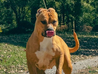 American Bully dogs - Ad 12