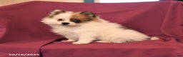 Pomeranian dogs for sale: George - Ad 7
