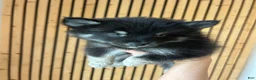 Pomsky dogs for sale: Oreo Micro/Teacup Pomsky - Ad 2