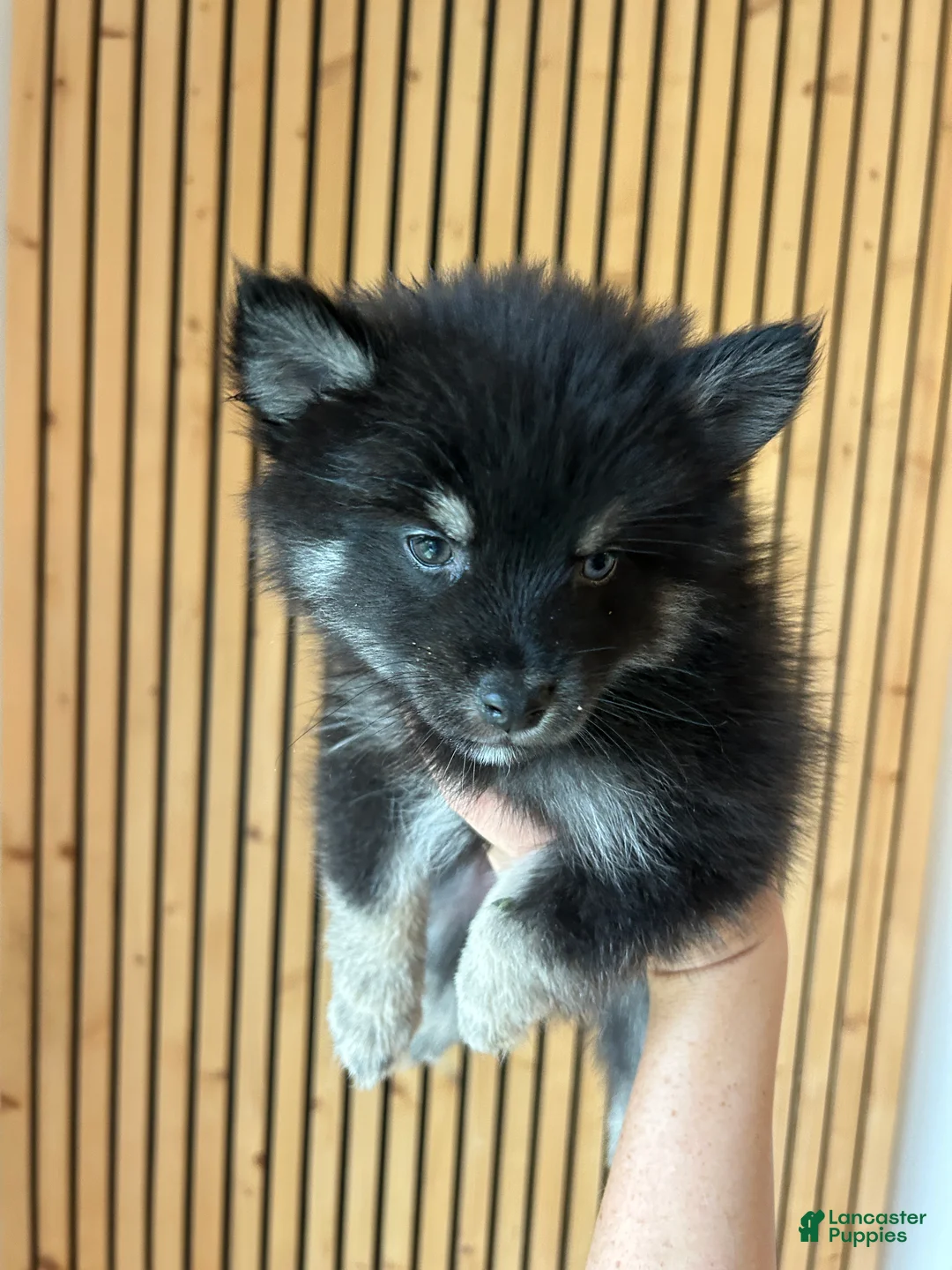 Pomsky dogs for sale: Oreo Micro/Teacup Pomsky - Ad 2