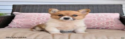 Welsh Corgi Pembroke dogs for sale: Mocha - Ad 4